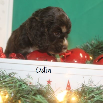 puppy, for, sale, Cocker Spaniel, Joe & Cherri  Overlease, dog, breeder, Miller, MO, dog-breeder, puppy-for-sale, forsale, nearby, find, puppyfind, locator, puppylocator, aca